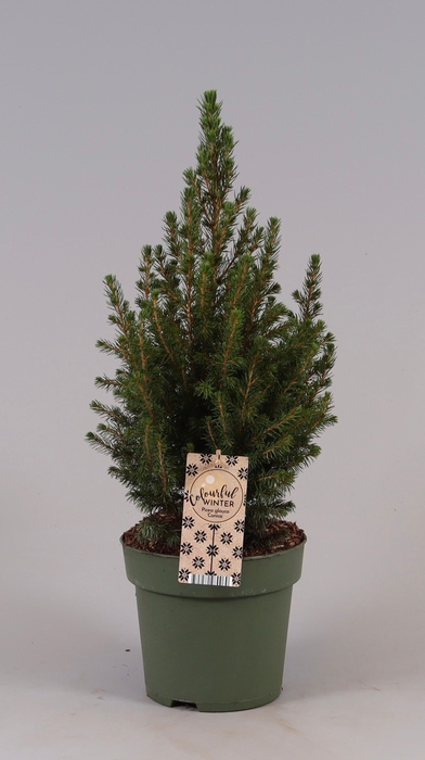 <h4>Picea Gl December</h4>