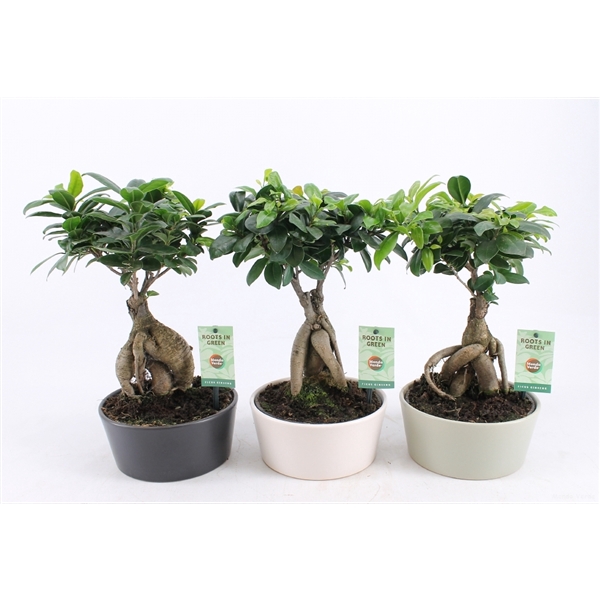 Ficus Ginseng in Matt Round keramiek