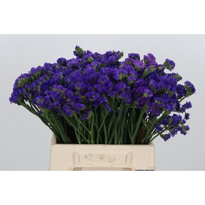 Statice Crystal Dark Blue