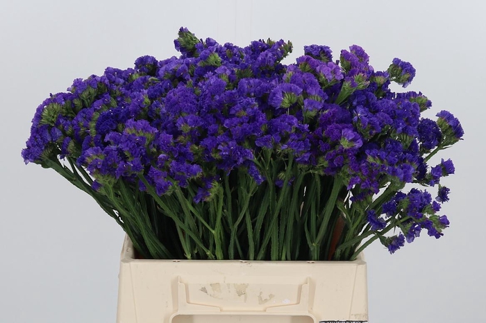 <h4>Statice Crystal Dark Blue</h4>