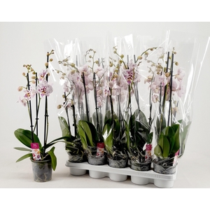 Phal Ov Roze
