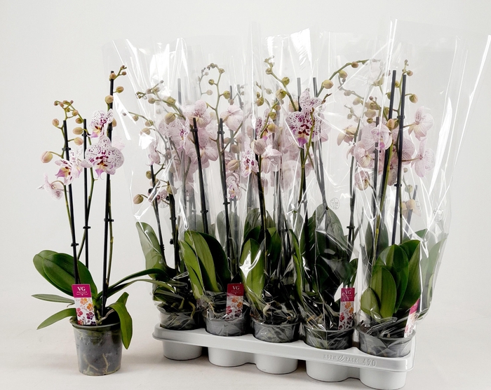 <h4>Phal Ov Roze</h4>