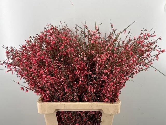 <h4>GENISTA KLB BS H%</h4>