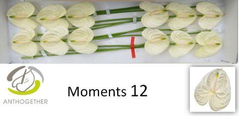 <h4>Anthurium Moments</h4>
