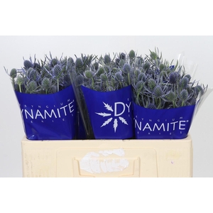Eryngium Blue Dynamite