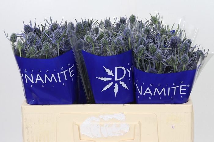 <h4>Eryngium Blue Dynamite</h4>
