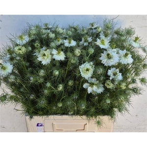 Nigella D White Lady