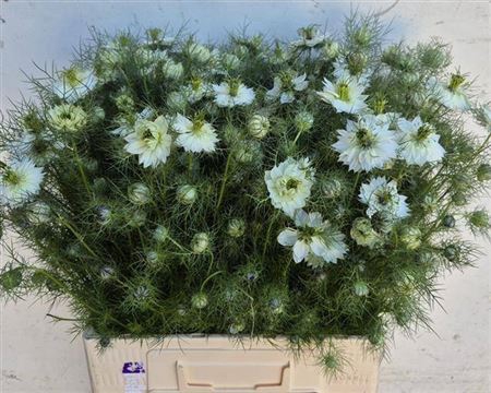 <h4>Nigella D White Lady</h4>