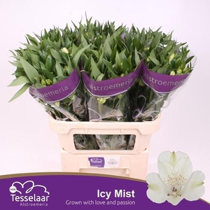 ALSTR ICY MIST