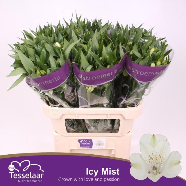 <h4>Alstr Icy Mist</h4>