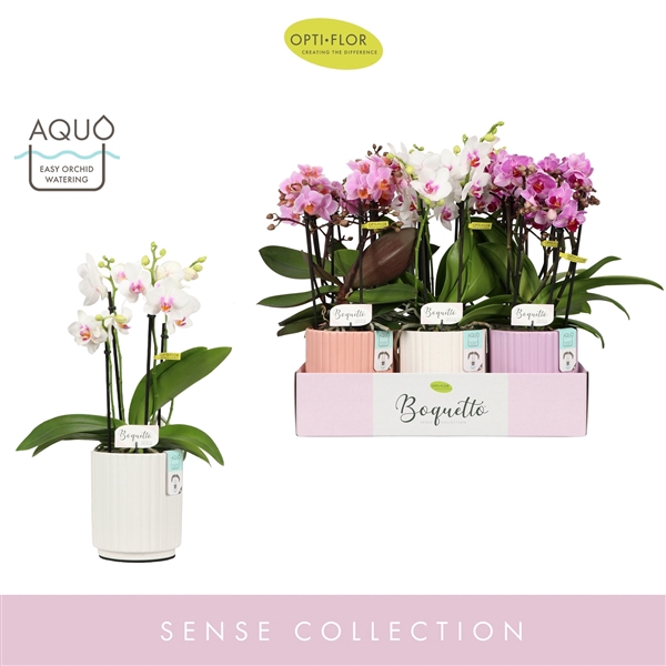 <h4>Boquetto Pinko Mix 3-5 spike in Molise Mix Aquo</h4>
