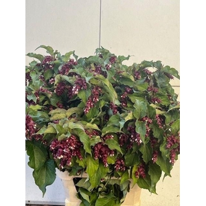 LEYCESTERIA FORMOSA