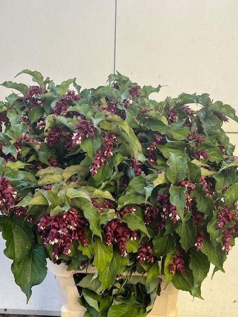 <h4>LEYCESTERIA FORMOSA</h4>