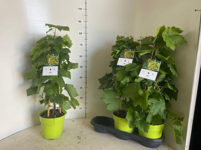 <h4>VITIS VINIFERA</h4>