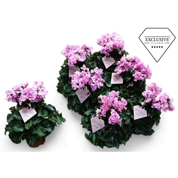 <h4>Cyclamen Exclusive® Merengue Roze</h4>