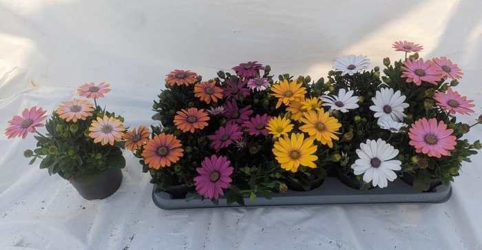 <h4>OSTEO MARGARITA GEM</h4>