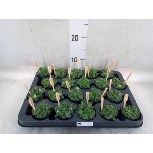 Delosperma echinatum