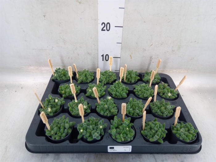 <h4>Delosperma echinatum</h4>