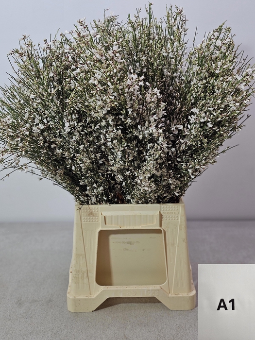 <h4>GINGSTER PB WIT</h4>