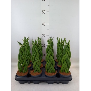 Sansevieria cyl.  ...