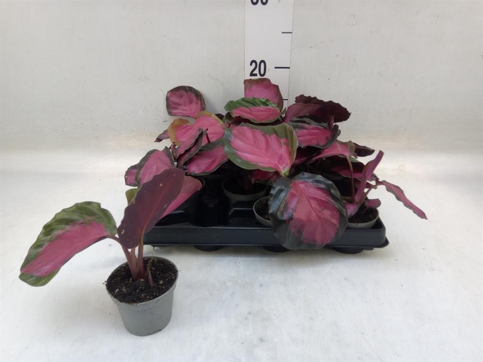 <h4>Calathea   ...</h4>