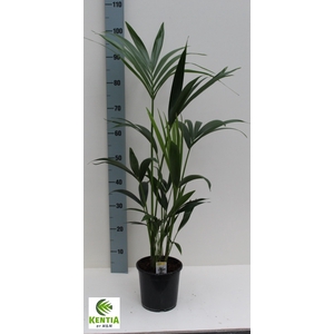 HOWEA FORSTERIANA