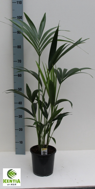 HOWEA FORSTERIANA