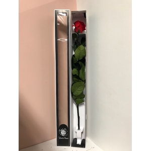 Rose on stem red-02 70h