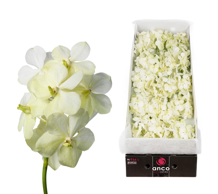 <h4>Vanda 24 tak Tayanee White</h4>