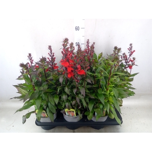 Lobelia speciosa 'Fan Scarlet'