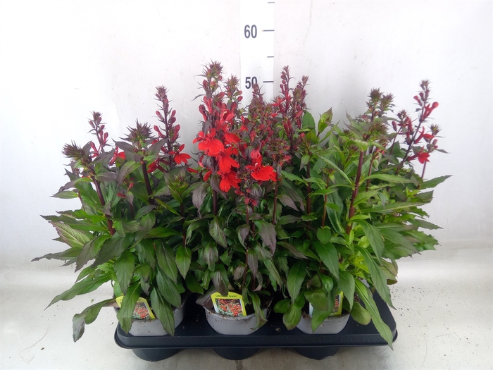 <h4>Lobelia speciosa 'Fan Scarlet'</h4>