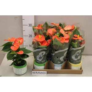 ARR ANTHURIUM