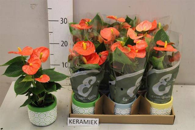 <h4>ARR ANTHURIUM</h4>