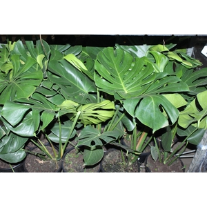 MONSTERA DELICIOSA P23