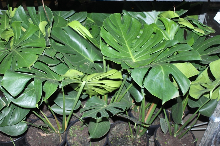 <h4>MONSTERA DELICIOSA P23</h4>