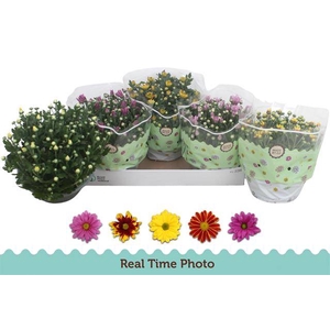 CHRYSANT MIX P23
