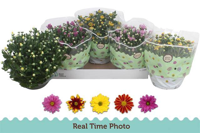 <h4>CHRYSANT MIX P23</h4>