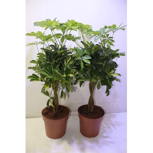 arr8 Schef Ar Gold Capell