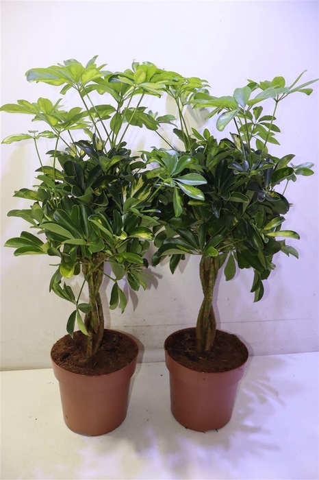 <h4>arr8 Schef Ar Gold Capell</h4>