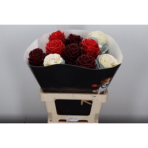 Brassica Wx (ex) Mix Red White Burgundy