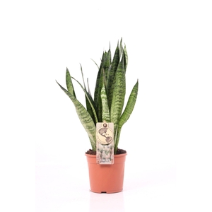 Sansevieria P14 Zeylanica