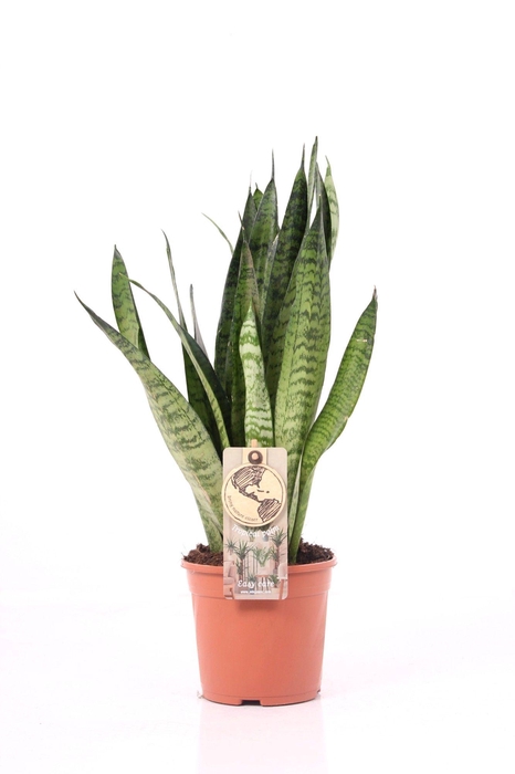 <h4>Sansevieria P14 Zeylanica</h4>