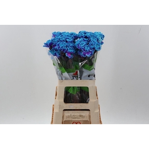 Dian. ST. DYED Slushpuppy