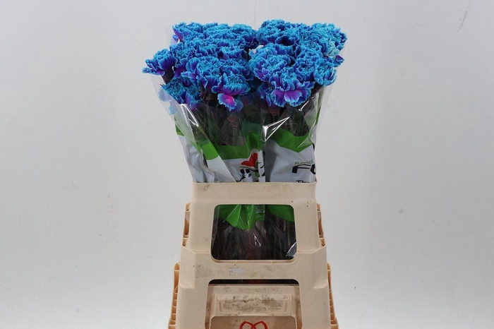 <h4>Dian. ST. Tinted Slushpuppy</h4>