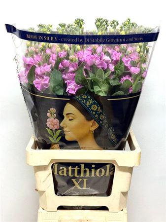 <h4>Matth Iron Pink</h4>