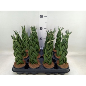 Sansevieria cyl.  ...