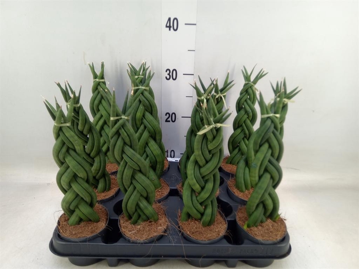 <h4>Sansevieria cyl.  ...</h4>