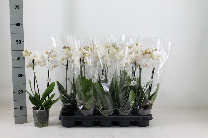 <h4>PHAL OV WIT</h4>