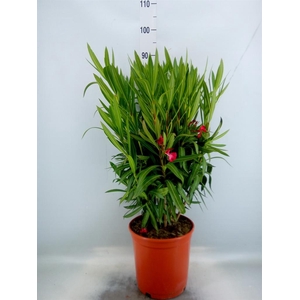 Nerium oleander   ...