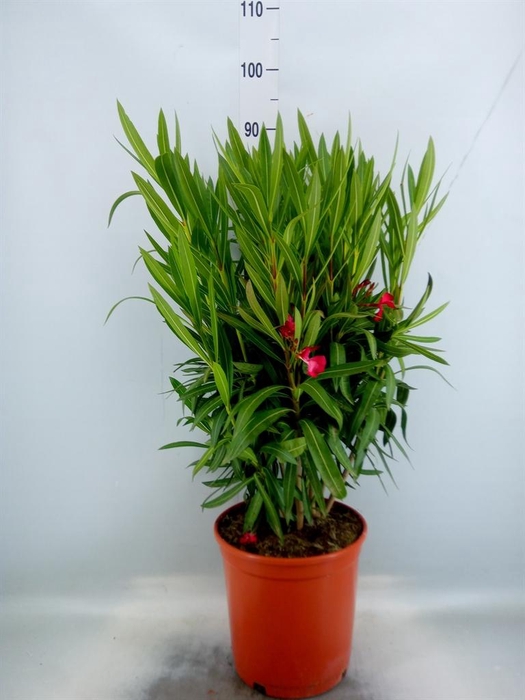 <h4>Nerium oleander   ...</h4>